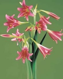 On The Garden Path: Amaryllis Image